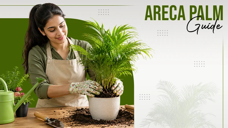 Areca Palm Guide