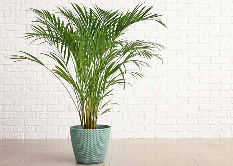 Areca Palm