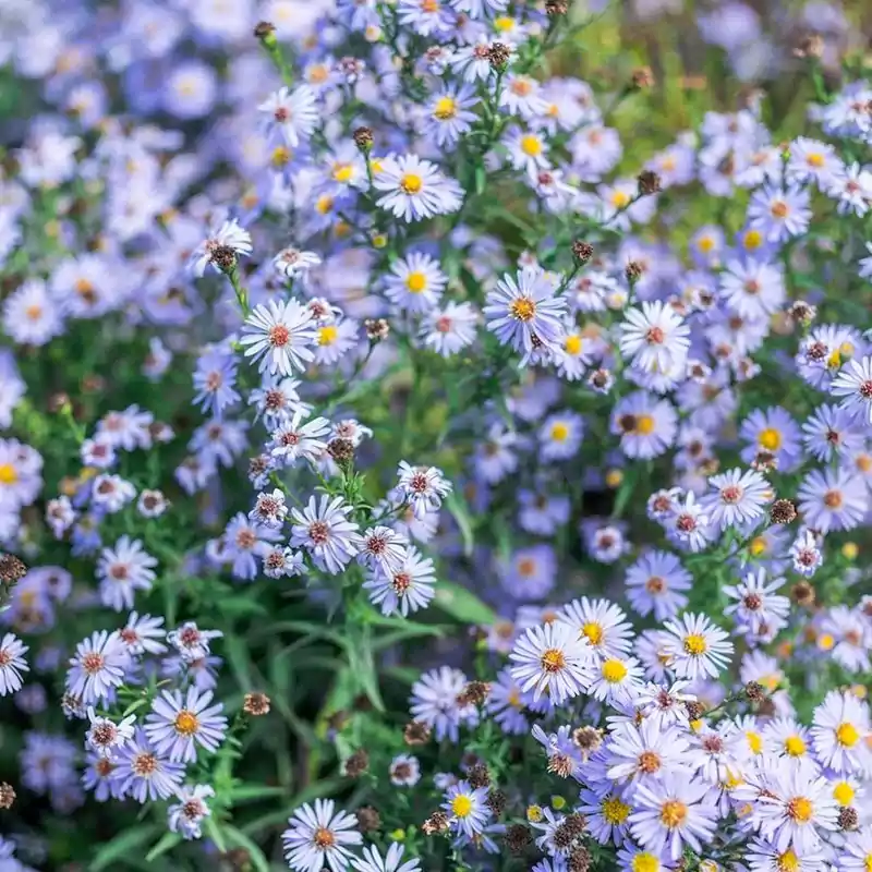 Aster