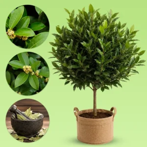 Bay laurel topiary pot