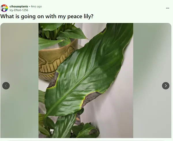 Brown patches on Spathiphyllum Wallisii