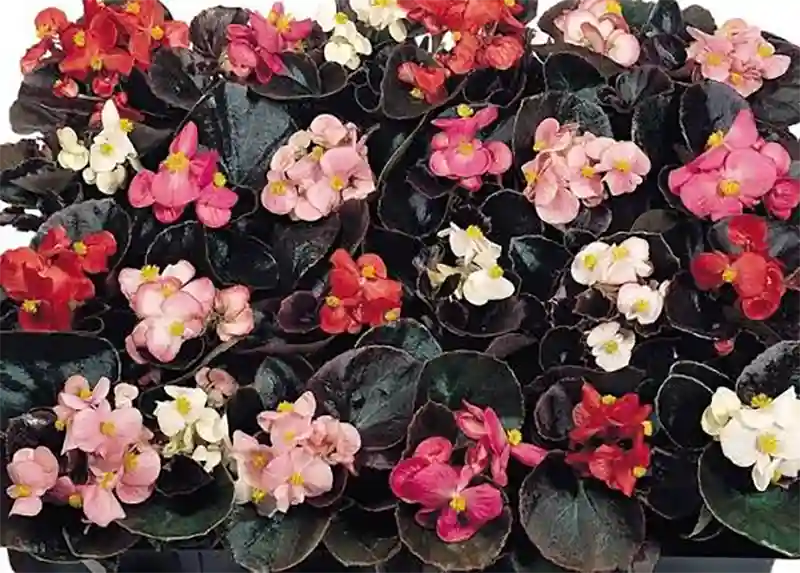 Cocktail Series Begonia 