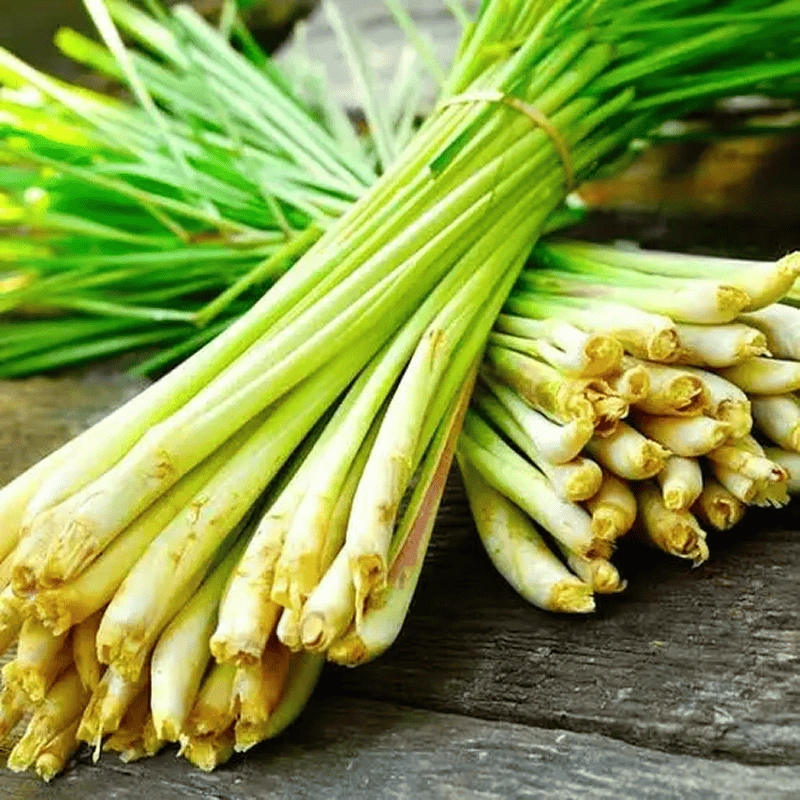 Cymbopogon Flexuosus