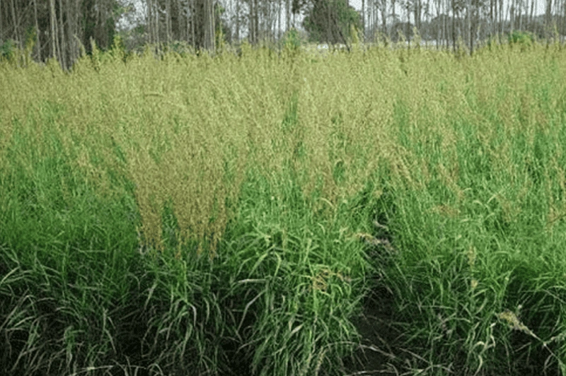 Cymbopogon Martini