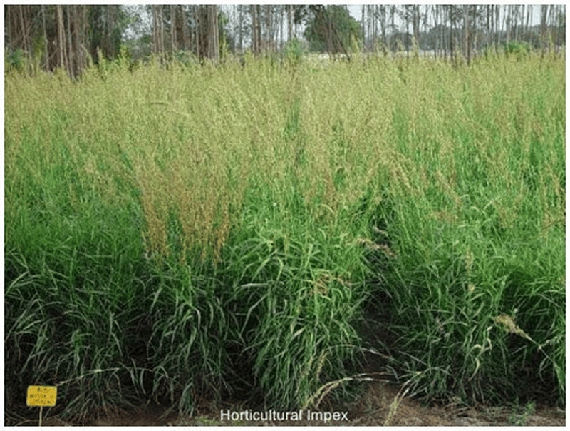 Cymbopogon Martinii