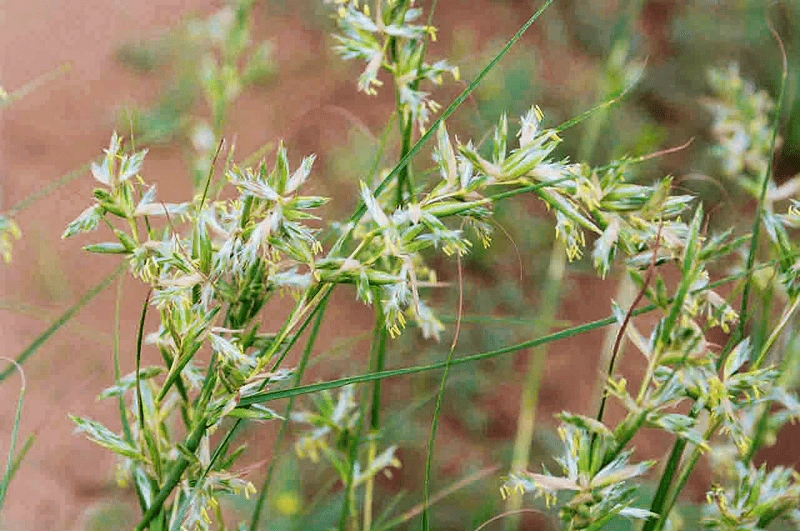 Cymbopogon Schoenanthus