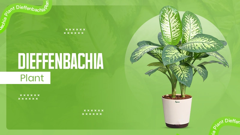 Dieffenbachia Plant