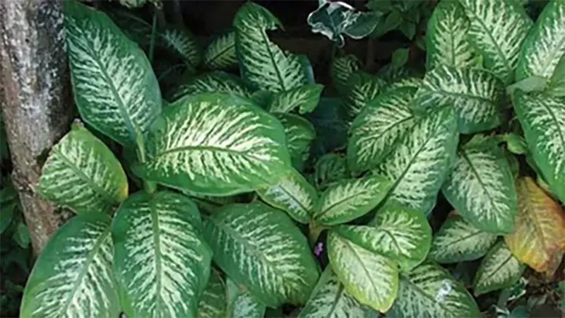 Dieffenbachia amoena Bull