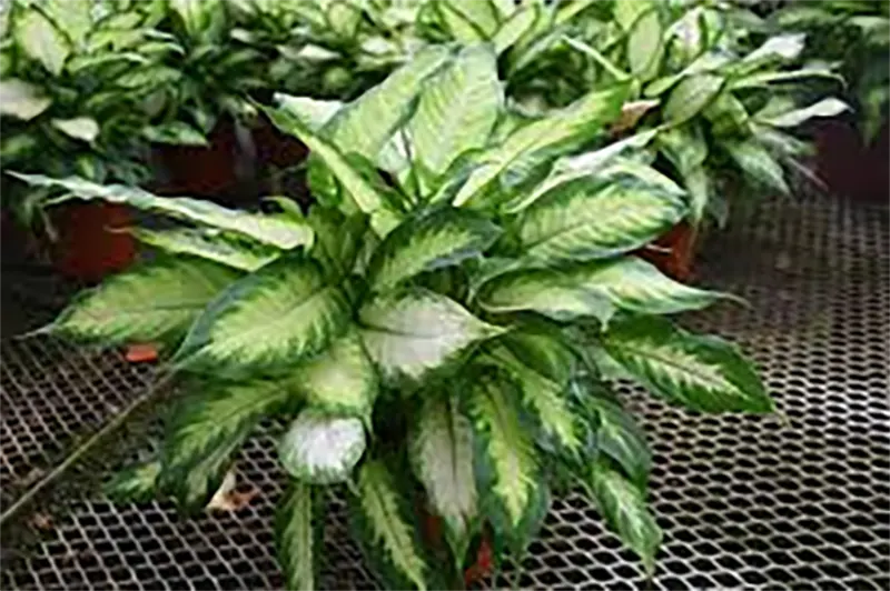 Dieffenbachia maculata ‘Camille’