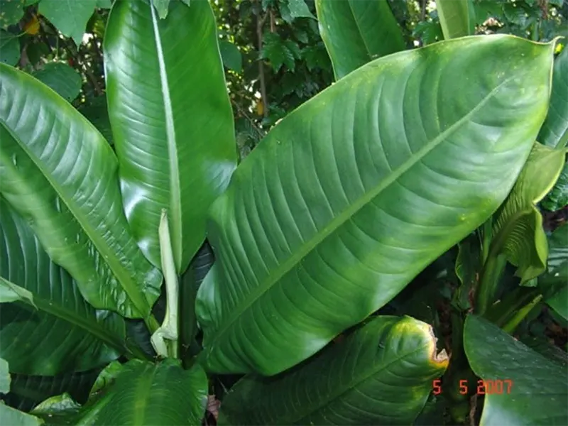 Dieffenbachia oerstedii Schott