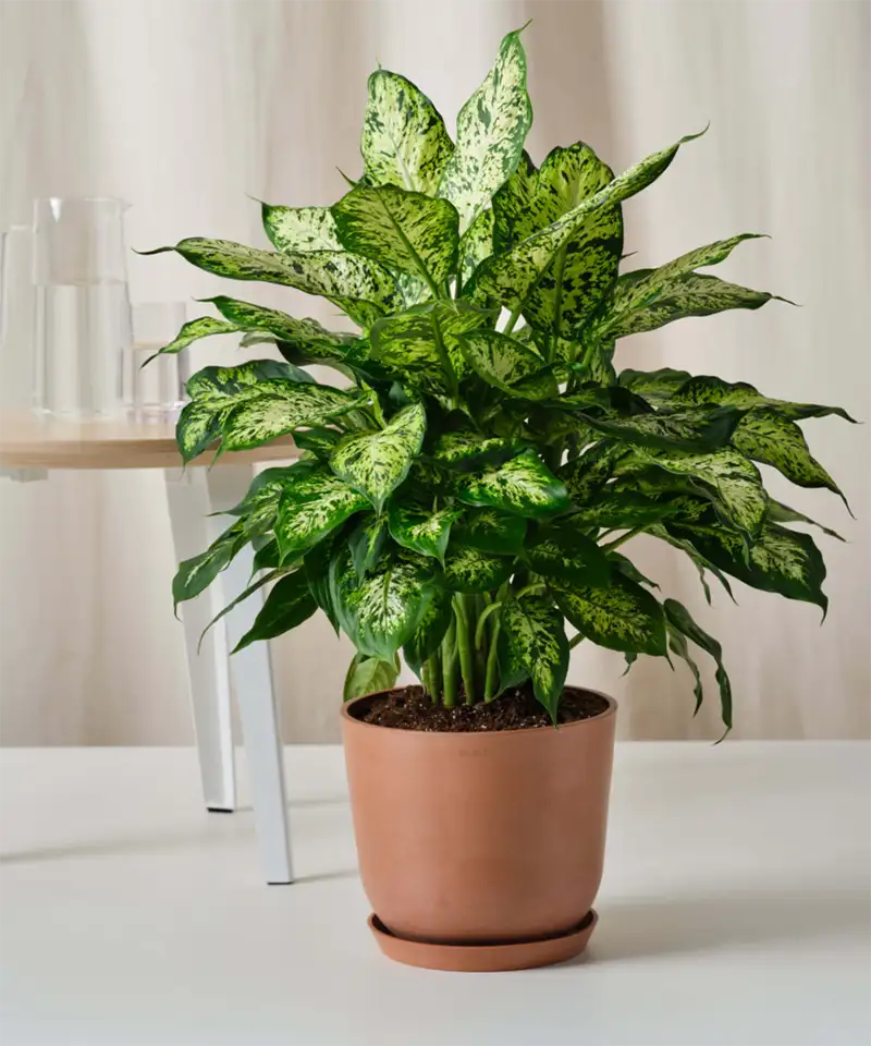 Dieffenbachia or Dumb Cane Plant