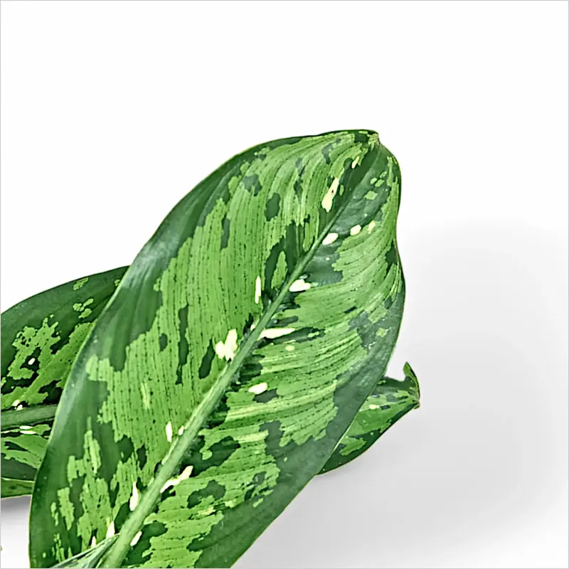 Dieffenbachia seguine 'Crocodile'&nbsp;