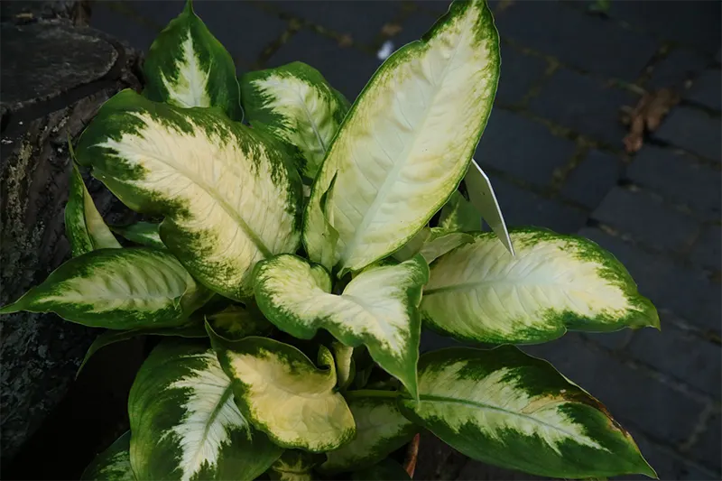 Dieffenbachia seguine (Jacq.) Schott