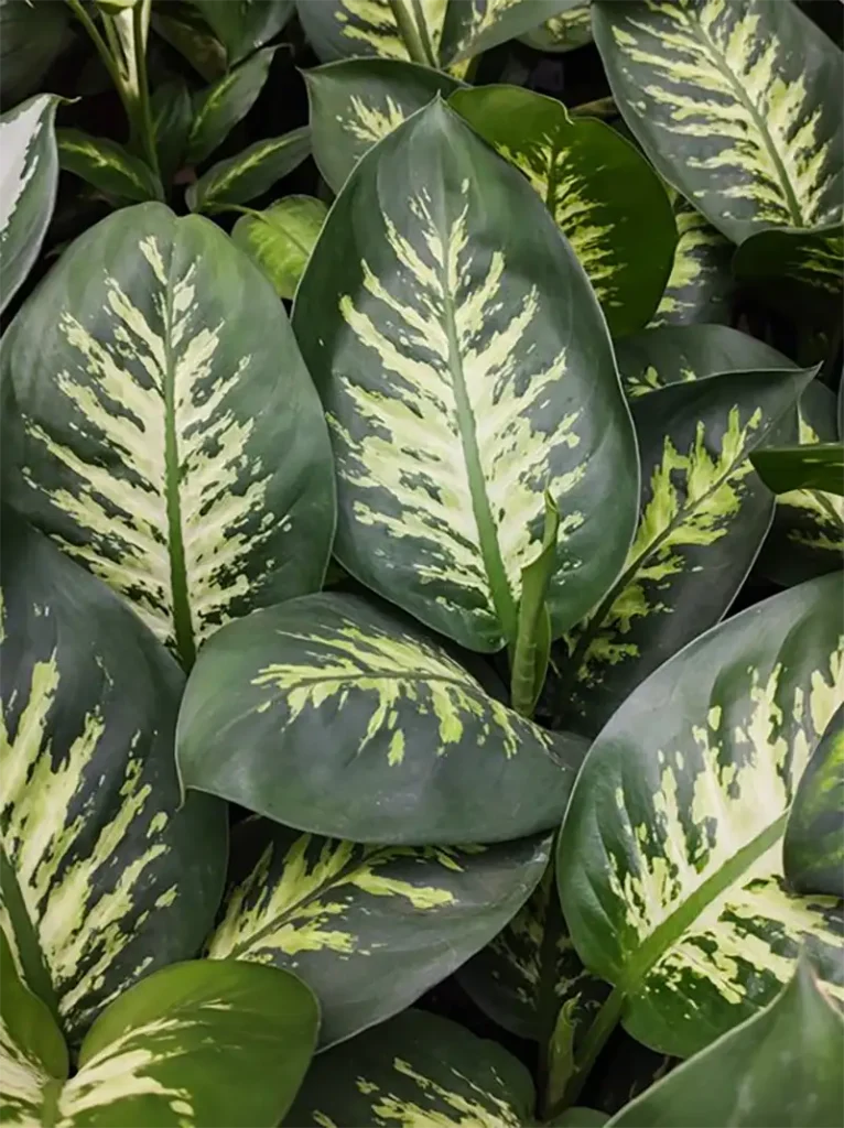 Dieffenbachia seguine 'Tropic Snow'&nbsp;