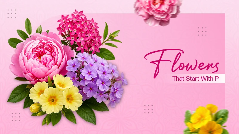 Flowers That Start With Letter P