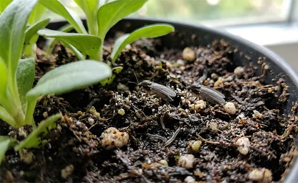 Fungus GnatsSource