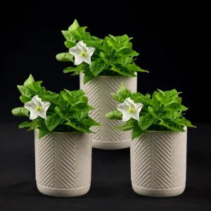 Glowing firefly petunia flowers