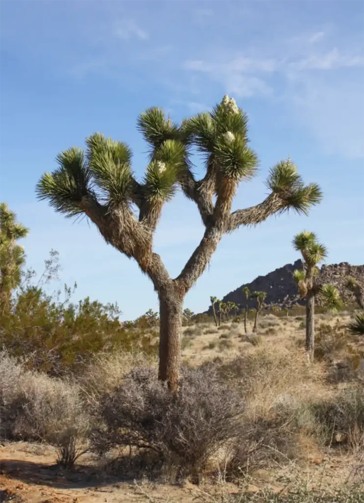 Red Yucca (Hesperaloe parviflora) 