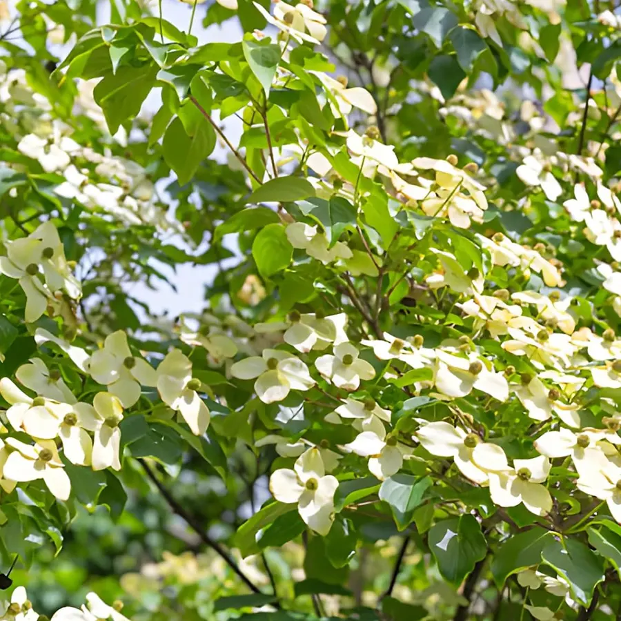 Kousa dogwood in landscape