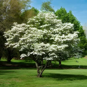 Kousa dogwood tree blooms