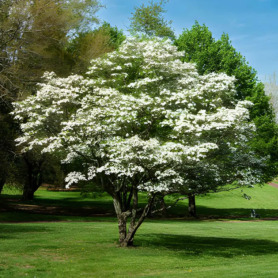 Kousa dogwood tree blooms