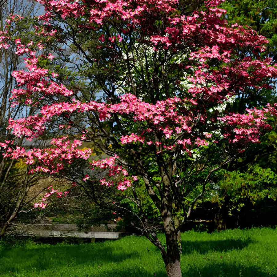 Kousa dogwood tree branches
