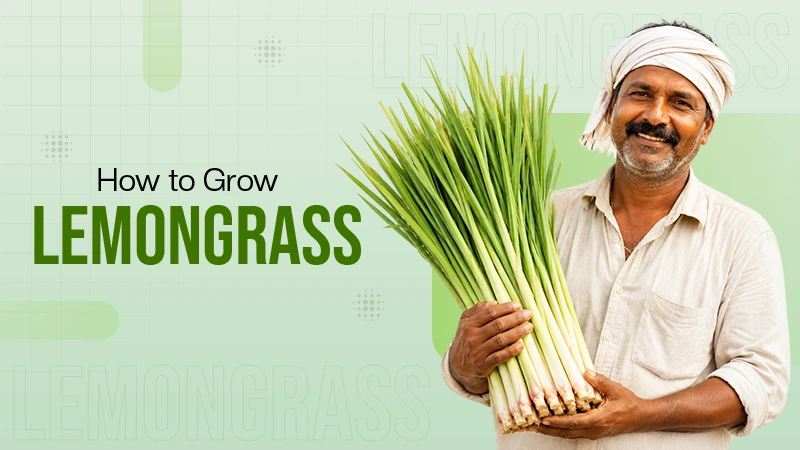 Lemongrass