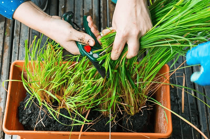 Lemongrass Harvesting