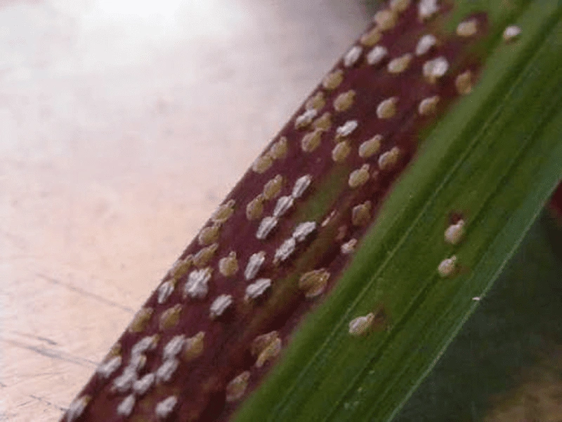 Lemongrass Red Leaf Spot