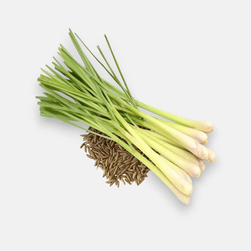 Lemongrass by Seeds
