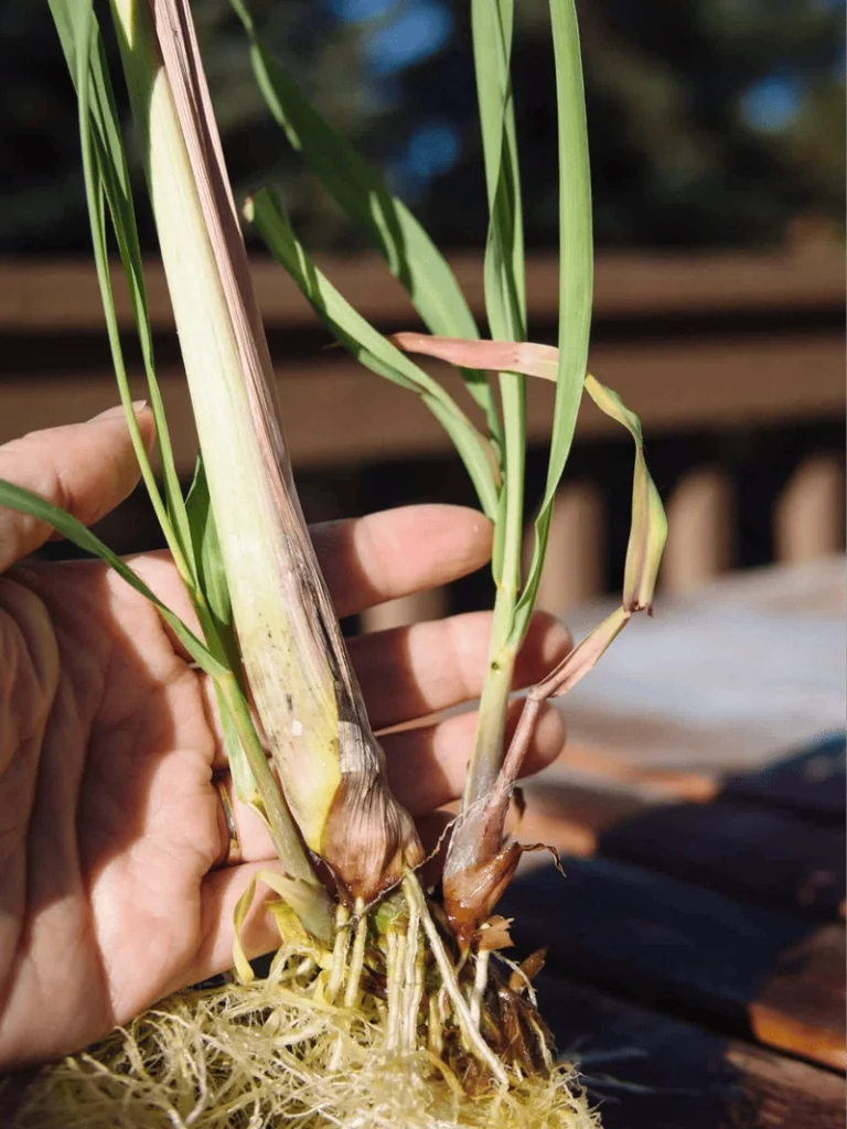 Lemongrass by roots