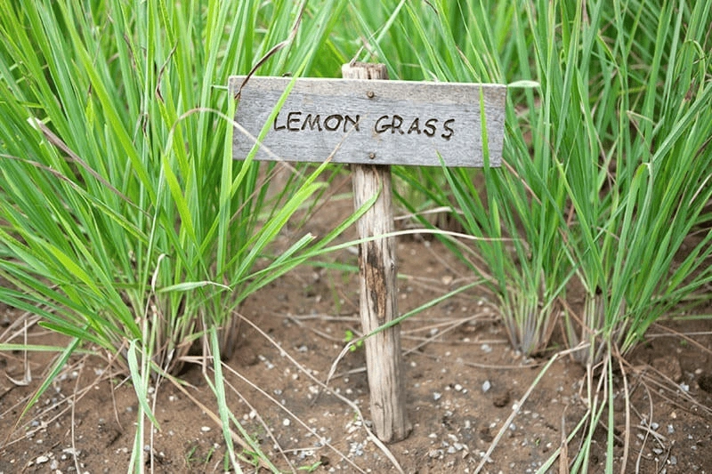 Lemongrass growing