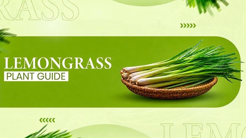 Lyposingrass or Lemongrass A Herbaceous Perennial Guide copy