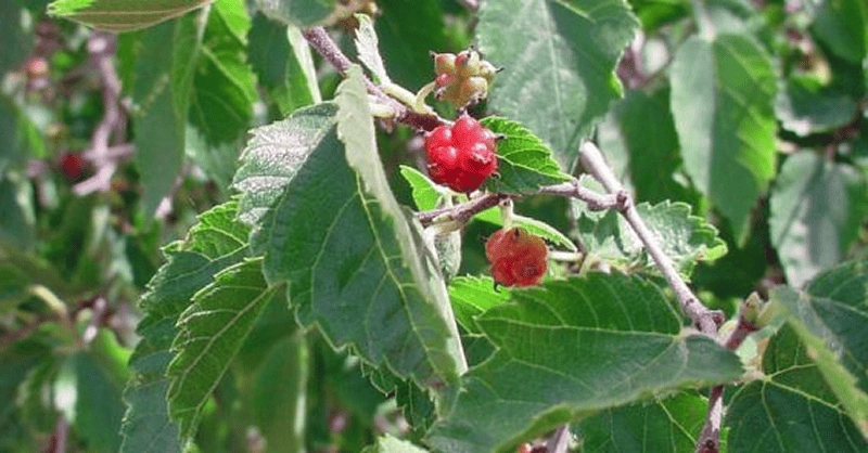 M. celtidifolia
