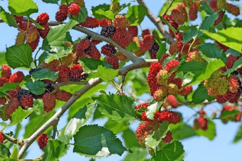 M. nigra