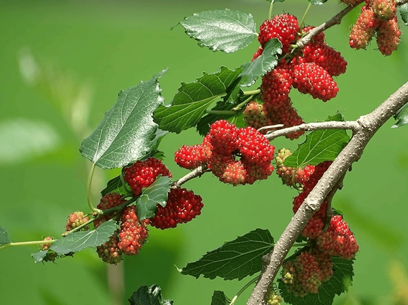 M. rubra