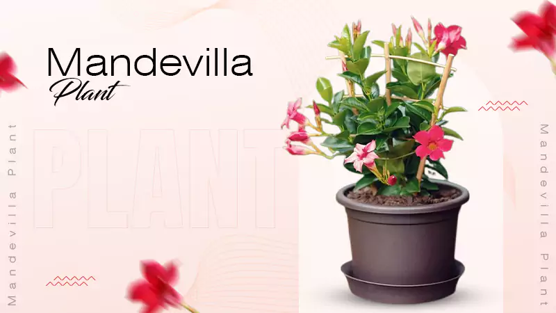 Mandevilla Plant