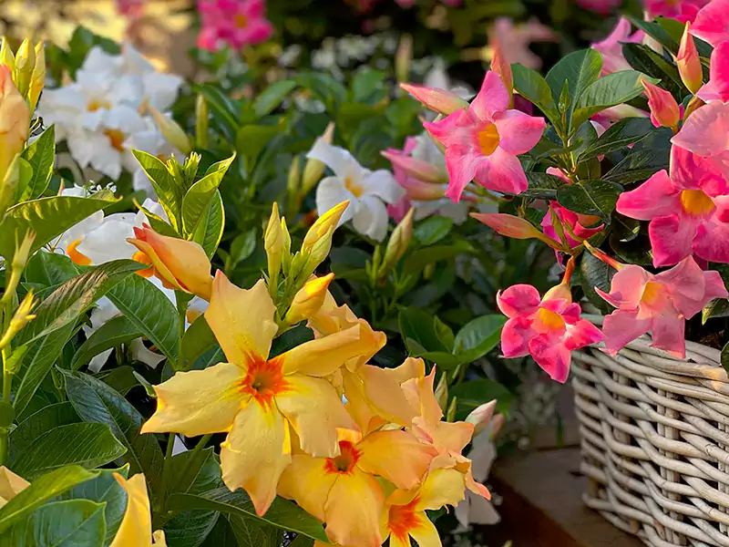 Mandevilla Plant