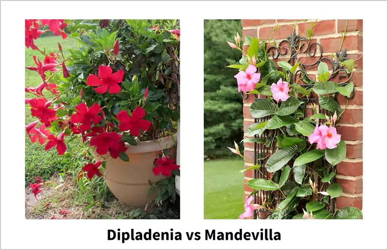 Mandevilla and Dipladenia Plant