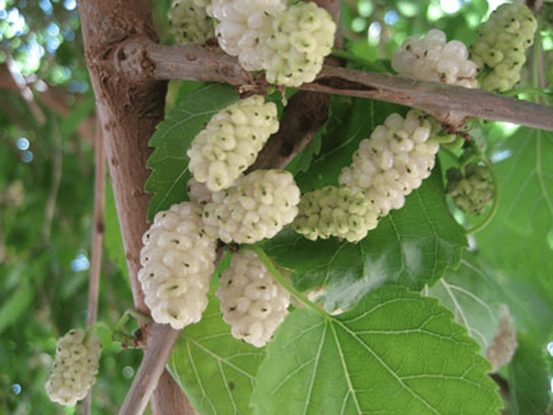 Morus alba