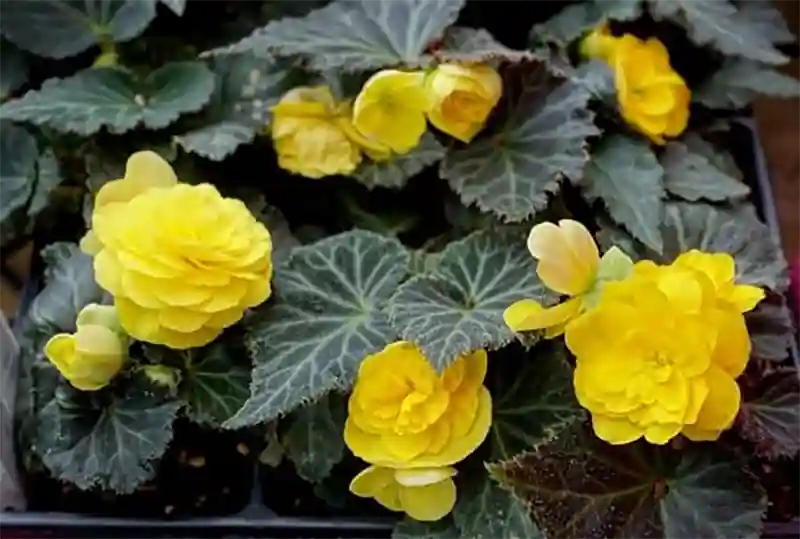 Solenia ‘Dusty Rose’ Begonia