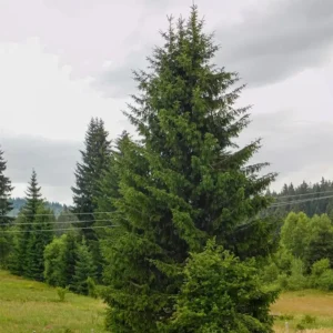 Norway spruce tree field