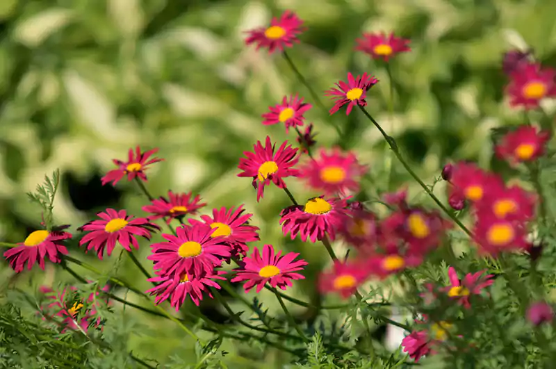 Painted Daisy