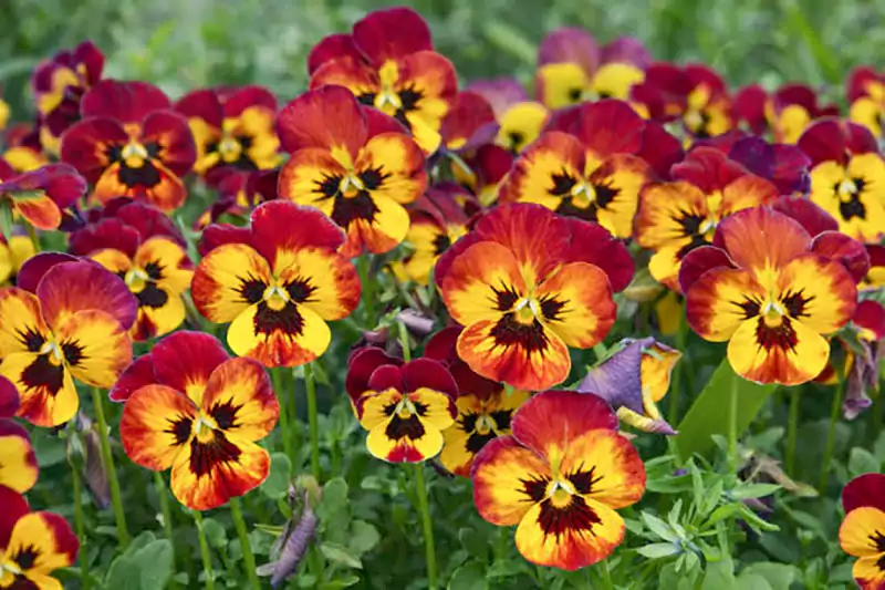 Pansy