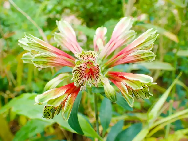 Parrot Lily