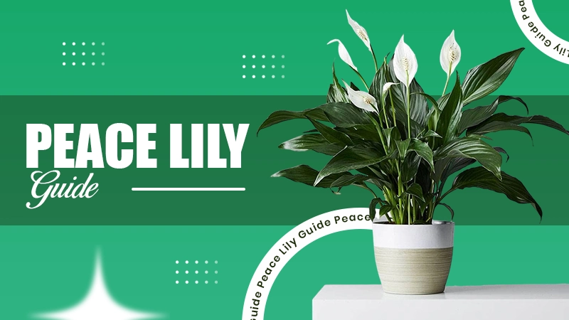 Peace Lily