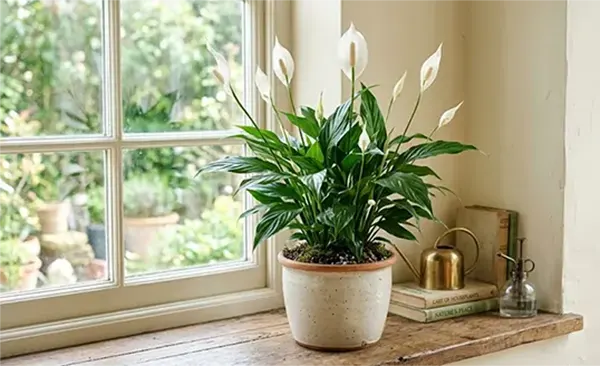 Peace Lily
