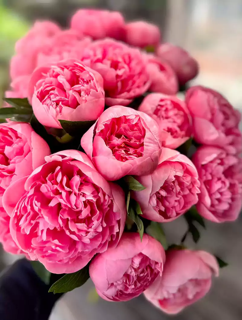 Peony