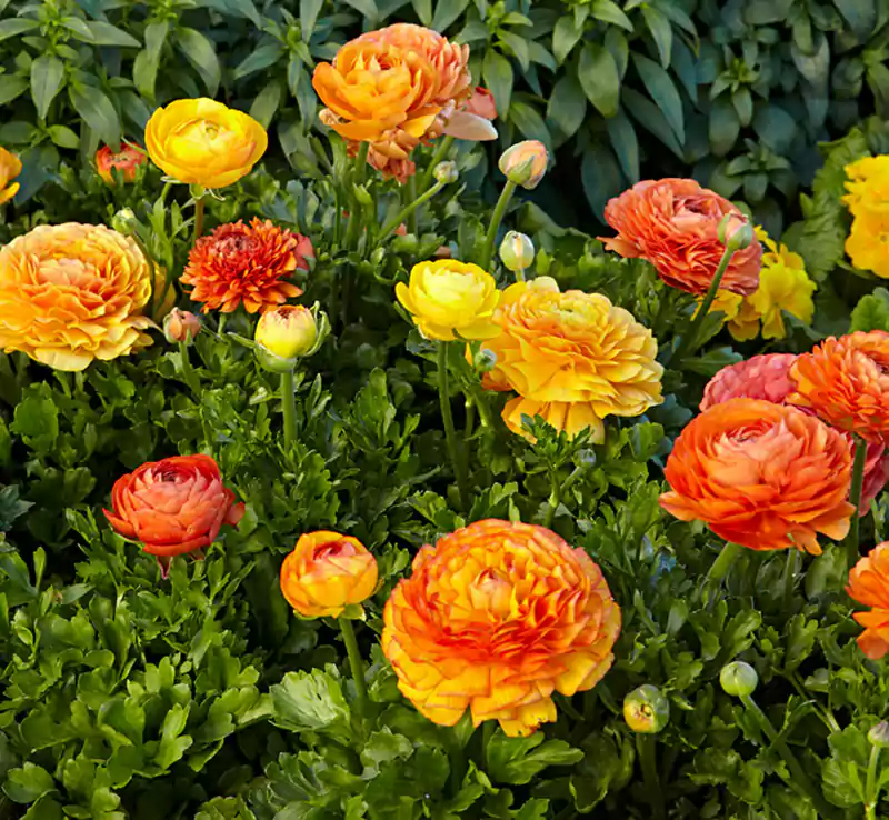 Persian Buttercup