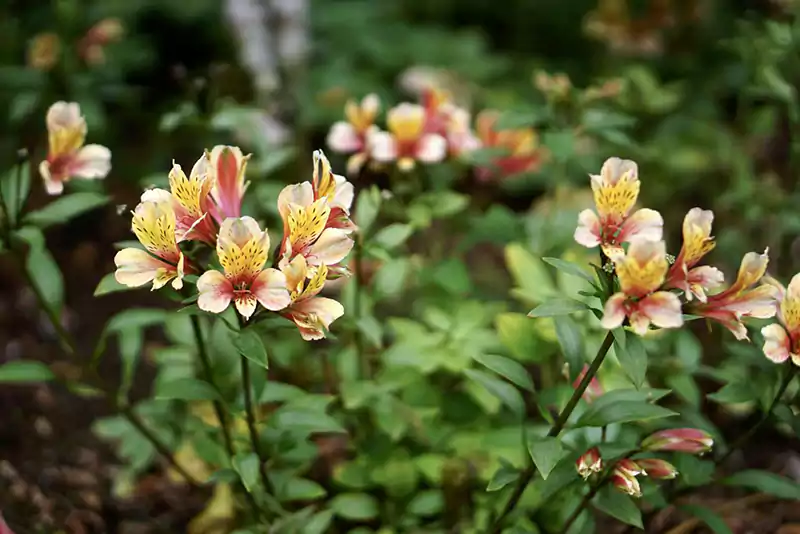 Peruvian Lilies